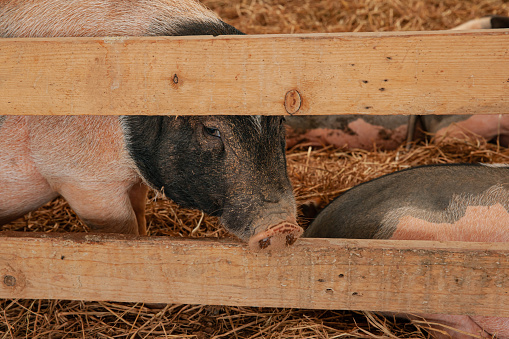 Pig in farm with hay and straw behind fence