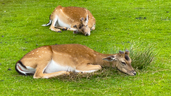 Sleepy Deers