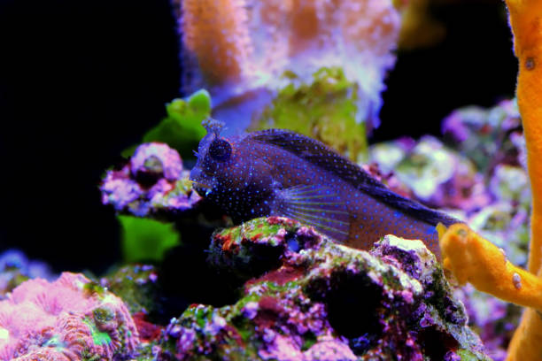 istock Starry or Snowflake blenny fish in coral reef aquarium tank 1410862814