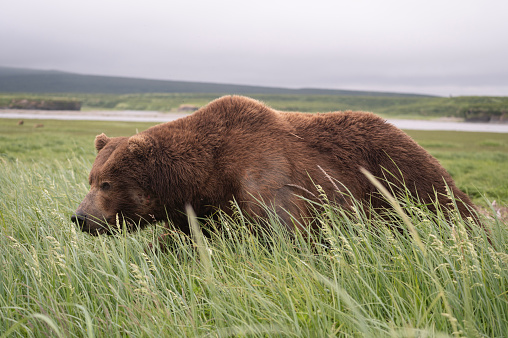 An Alaskan brown bear moving along a trail through high vegetation in McNeil River state game sanctuary and refuge