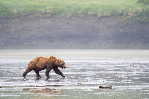 istock Alaskan brown bear walking across mud flat at McNeil River. 1410864502