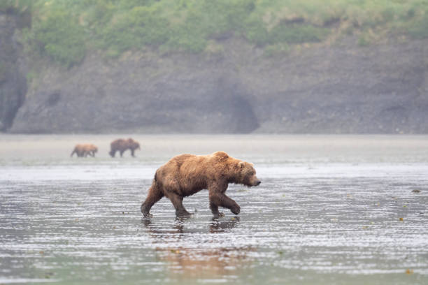istock Alaskan brown bear walking across mud flat at McNeil River. 1410864504