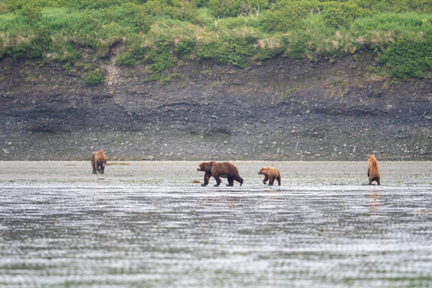 istock Alaskan brown bear sow and cubs at McNeil River 1410864506