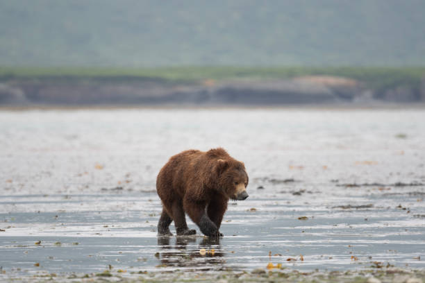 istock Alaskan brown bear sow at McNeil River. 1410864516