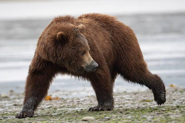 istock Alaskan brown bear sow at McNeil River. 1410865028