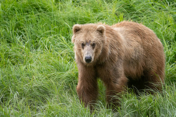 istock Alaskan brown bear at McNeil River 1410865087