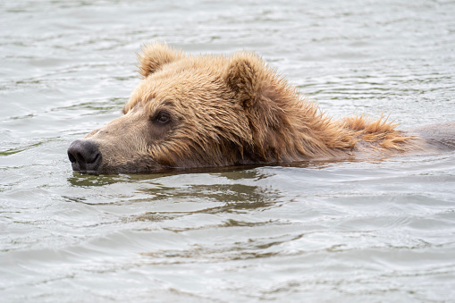 Alaskan brown bear fishing for salmon in Mikfik Creek in McNeil River State Game Sanctuary and Refuge.