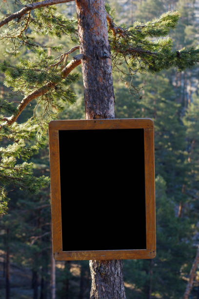 istock Notice board mockup attached to a pine tree in woodland 1410865537