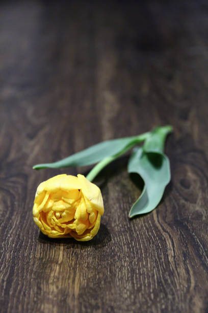 istock flower lies on the floor 1410865792