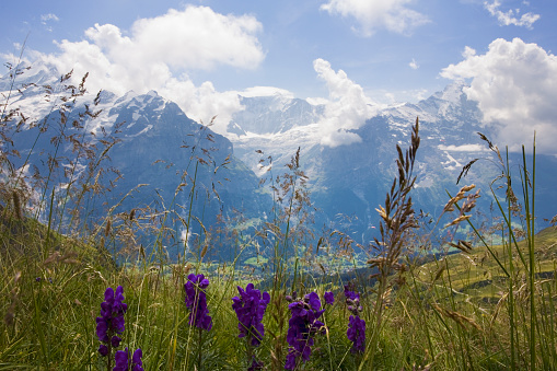 The upper valley of the Lütschental, with Grindelwald and the valley of the Grindelwald Glacier in the centre, and the Eiger on the right, with Common Monkshood (Aconitum napellus) in the foreground: Bernese Oberland, Switzerland