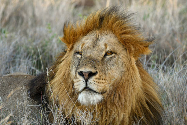 istock Male Lion with Mane Blowing in the Wind 1410866601