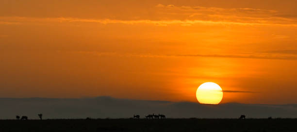 istock Glowing Sunset Over the Maasai Mara 1410866620