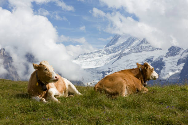 kühe in den wolken, auf ihrer sommerweide in den hochalpen: berner oberland, schweiz - schreckhorn stock-fotos und bilder