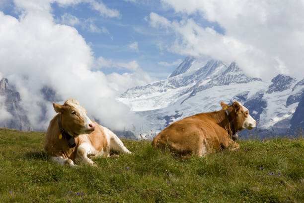 vaches dans les nuages, sur leur pâturage d’été dans les hautes alpes: oberland bernois, suisse - schreckhorn photos et images de collection