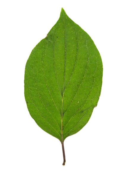 Collection of leaves isolated on a white background