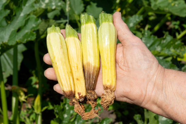 Spoiled zucchini with root. Summer harvest season. Defeat disease vegetables on the field. Bad harvest. Spoiled zucchini with root. Summer harvest season. Defeat disease vegetables on the field. Bad harvest. Agriculture. hyde park flowers stock pictures, royalty-free photos & images