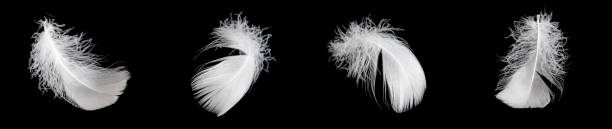 istock white feather of a goose on a black background 1410868183
