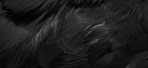 istock black hawk feathers with visible detail. background or texture 1410868216