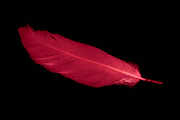 istock a red goose feather on a black isolated background 1410868242