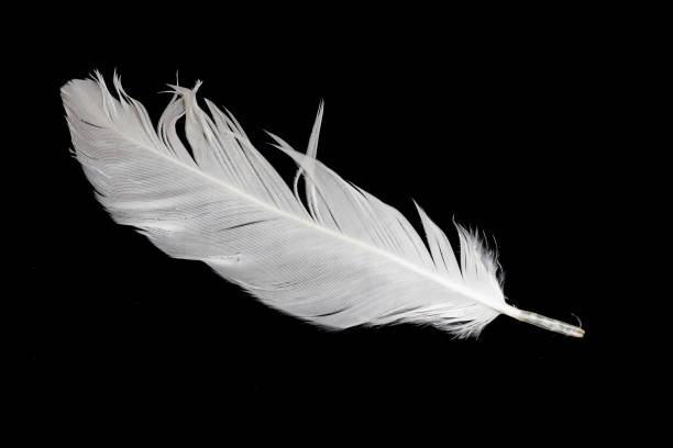istock white feather of a goose on a black background 1410868247