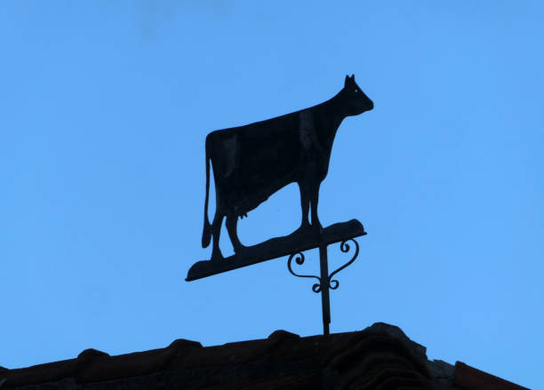 Silhouette of a cow weather vane. Seen on top of an old barn. There are no wind directions. The farmer probably knows this without arrows