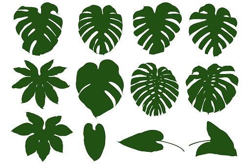 Twelve assorted leaf shapes, among them monstera deliciosa