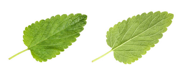 istock Two sides of green lemon balm(Melissa officinalis) leaf isolated on white background. 1410869630