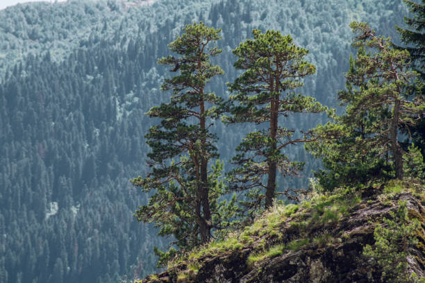 Pines tree on the high hill on beautiful forest background.