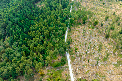 Deforestation, dead trees and forest dieback - drone point of view