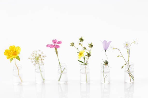 istock Different healing flowers in small glass bottles on white background 1410870699
