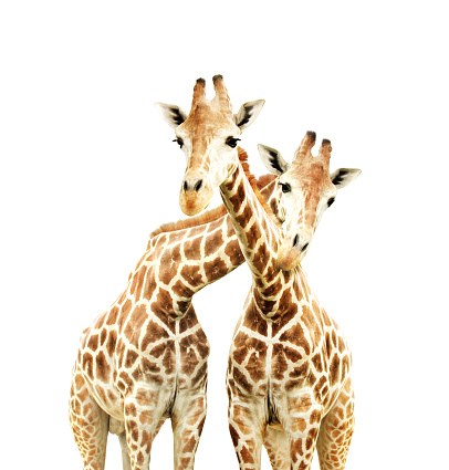 Two cute curiosity giraffes. Isolated on white background