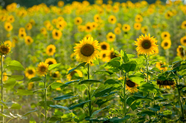 Feld voller Sonnenblumen stock photo