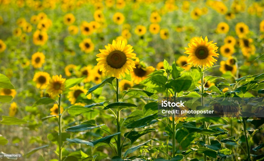 Feld voller Sonnenblumen Field full of sunflowers in summer in Helmstadt in Baden in Germany on 3.8.2010 Color Image Stock Photo