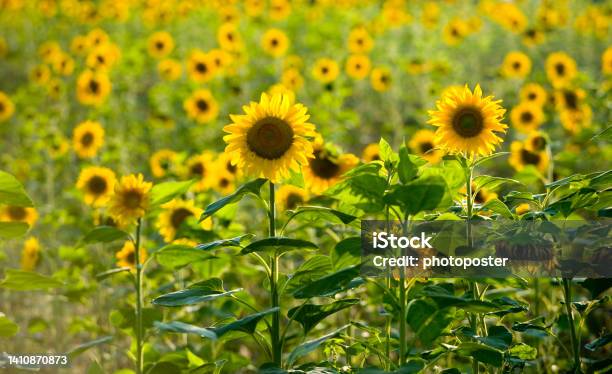 Feld Voller Sonnenblumen Stock Photo - Download Image Now - Color Image, Germany, Horizontal