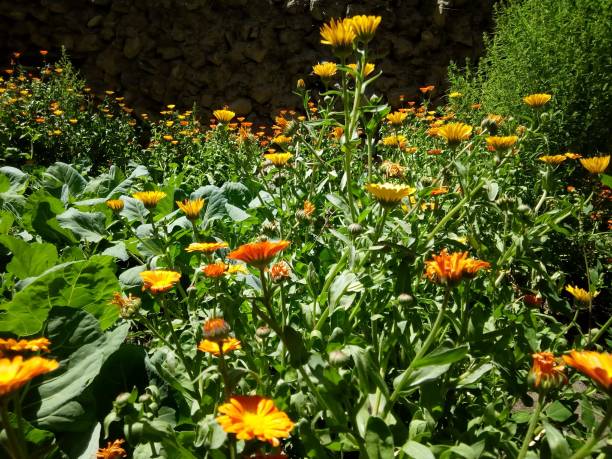 istock Colorful flowers in a garden 1410870958