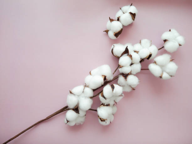 istock Cotton flower branch on the pink background. 1410871299