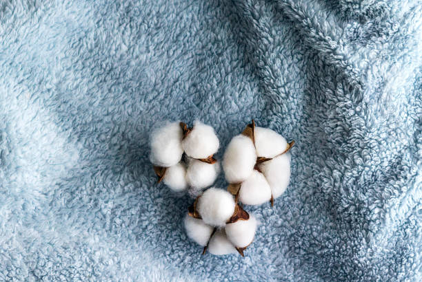 istock Cotton flowers on the blue textile. Close up. 1410871353