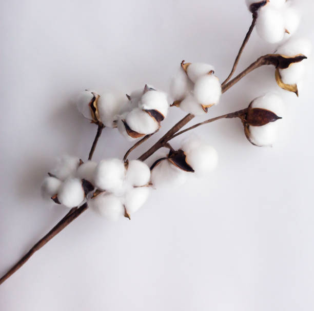 istock Cotton branch isolated on the white background 1410871371