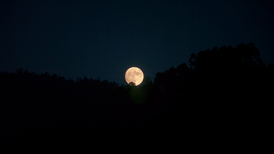 Full moon rising over the tree tops.