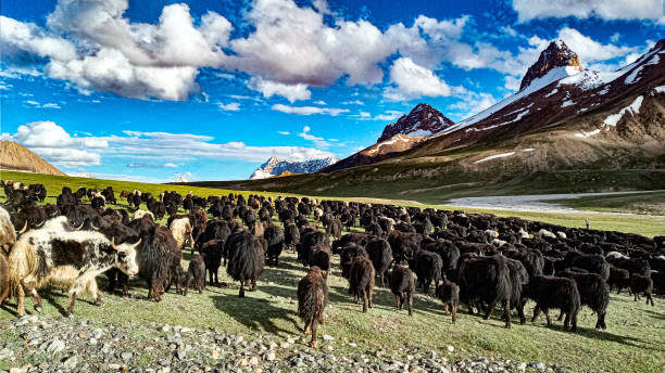 istock Yaks in Shimshal Pass Pamir 1410871985