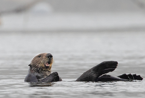 California sea otter in Morro Bay California United States