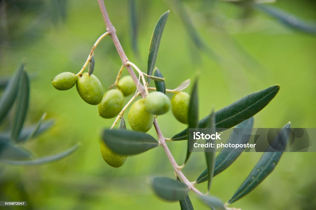 Oliven am Baum Olives on a tree in San Gimignano in Tuscany in Italy on 10.10.2013 Color Image Stock Photo