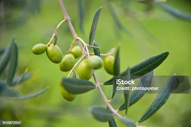 Oliven Am Baum Stock Photo - Download Image Now - Color Image, Horizontal, Italy