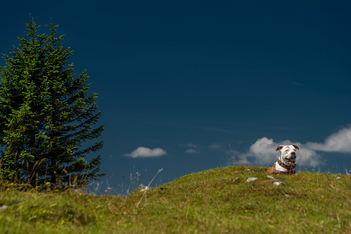 Pit bull terrier in mountains on green grass with white stones and blue sky on background