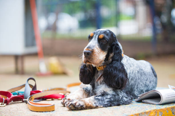 Portrait of an American Cocker Spaniel