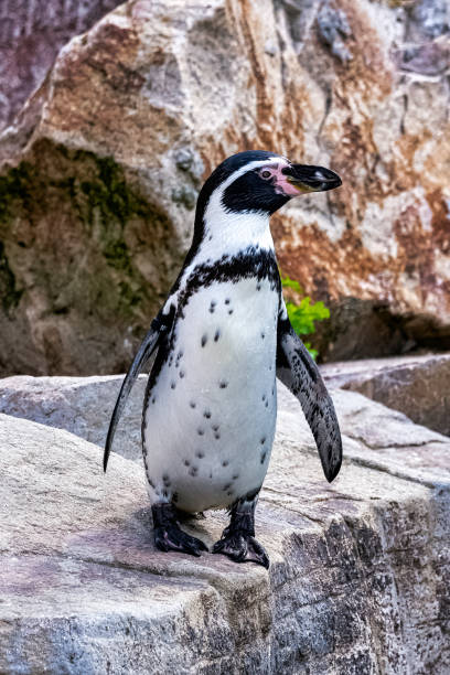 istock Humboldt penguin (Spheniscus humboldti) is a medium-sized penguin from South America 1410873657