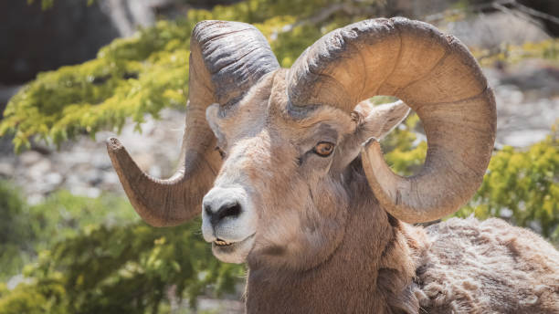 bighorn sheep. alberta, canada - jasper kanada bildbanksfoton och bilder