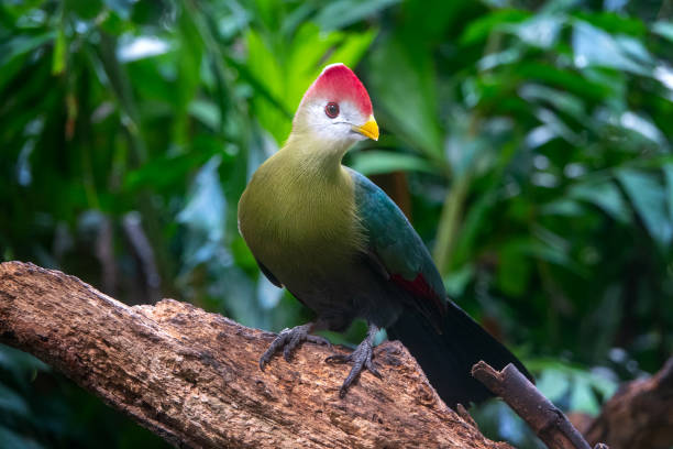 Red crested turaco stock photo