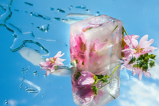 Icy transparent podium with flowers on a mirror blue sky background with clouds and water drops. Bright beauty background for the presentation of natural cosmetics, perfumes and aromatic products. Beauty concept