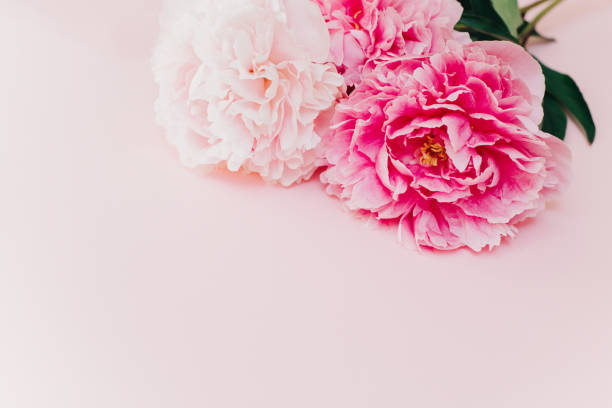 istock Beautiful pink peonies on a pink pastel background. 1410876944